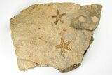 Two Fossil Starfish (Petraster?) & Edrioasteroids - Morocco #193730-3